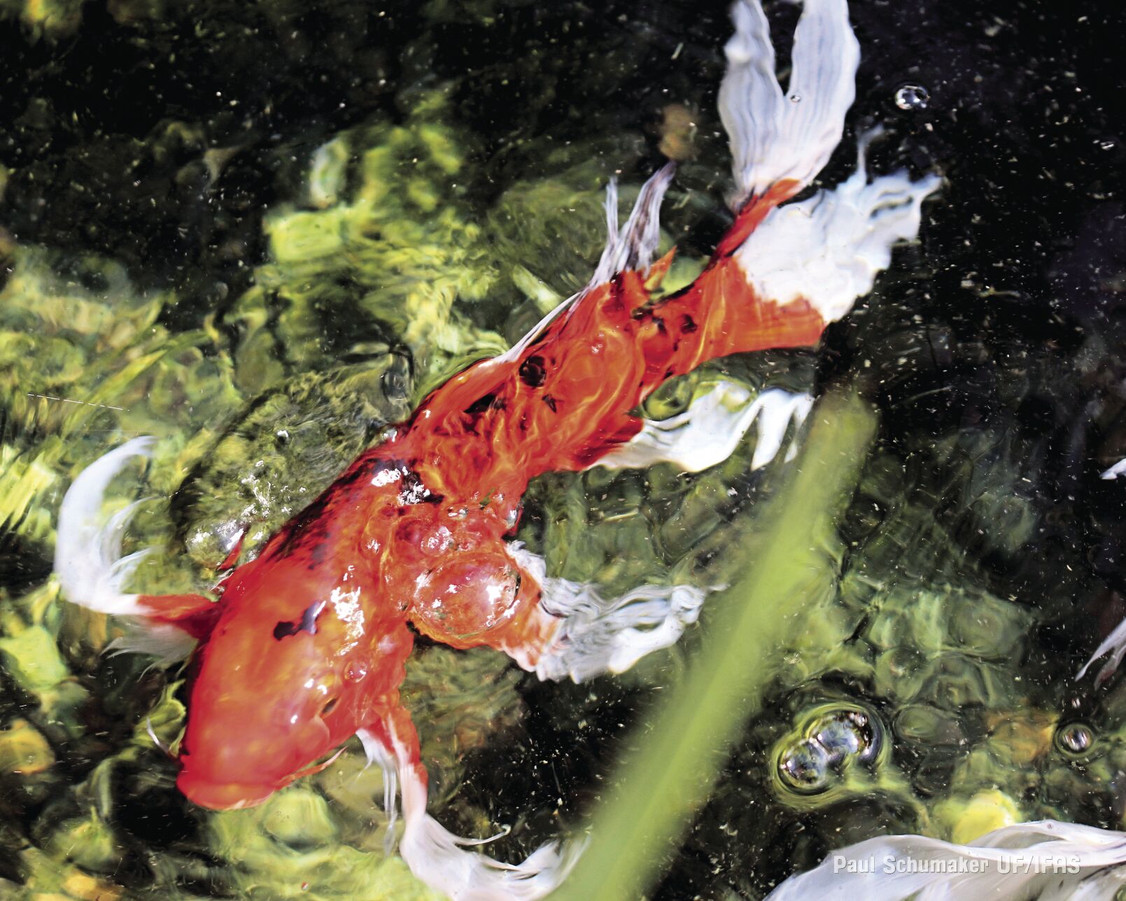 Koi